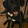 accessories, animal, boy, canine, chair, child, clothing, dog, footwear, furniture, hardwood, hound, labradorretriever, male, person, pet, plywood, puppy, shoe, wood