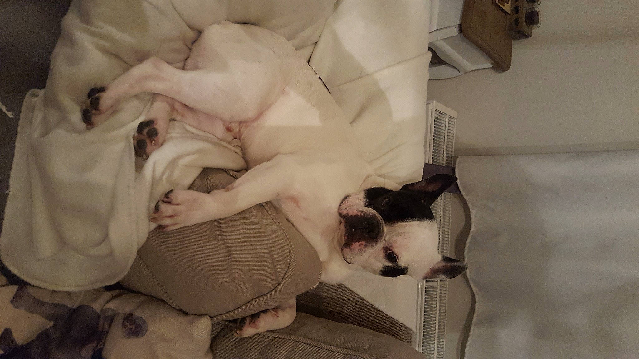 Gaspard participe au concours pour gagner de l'argent avec cette photo : bedding, canidae, carnivore, comfort, companion_dog, couch, dog, dog_breed, dress, fawn, fur, human_leg, linens, monochrome, monochrome_photography, nap, room, sitting, sporting_group, vintage_clothing