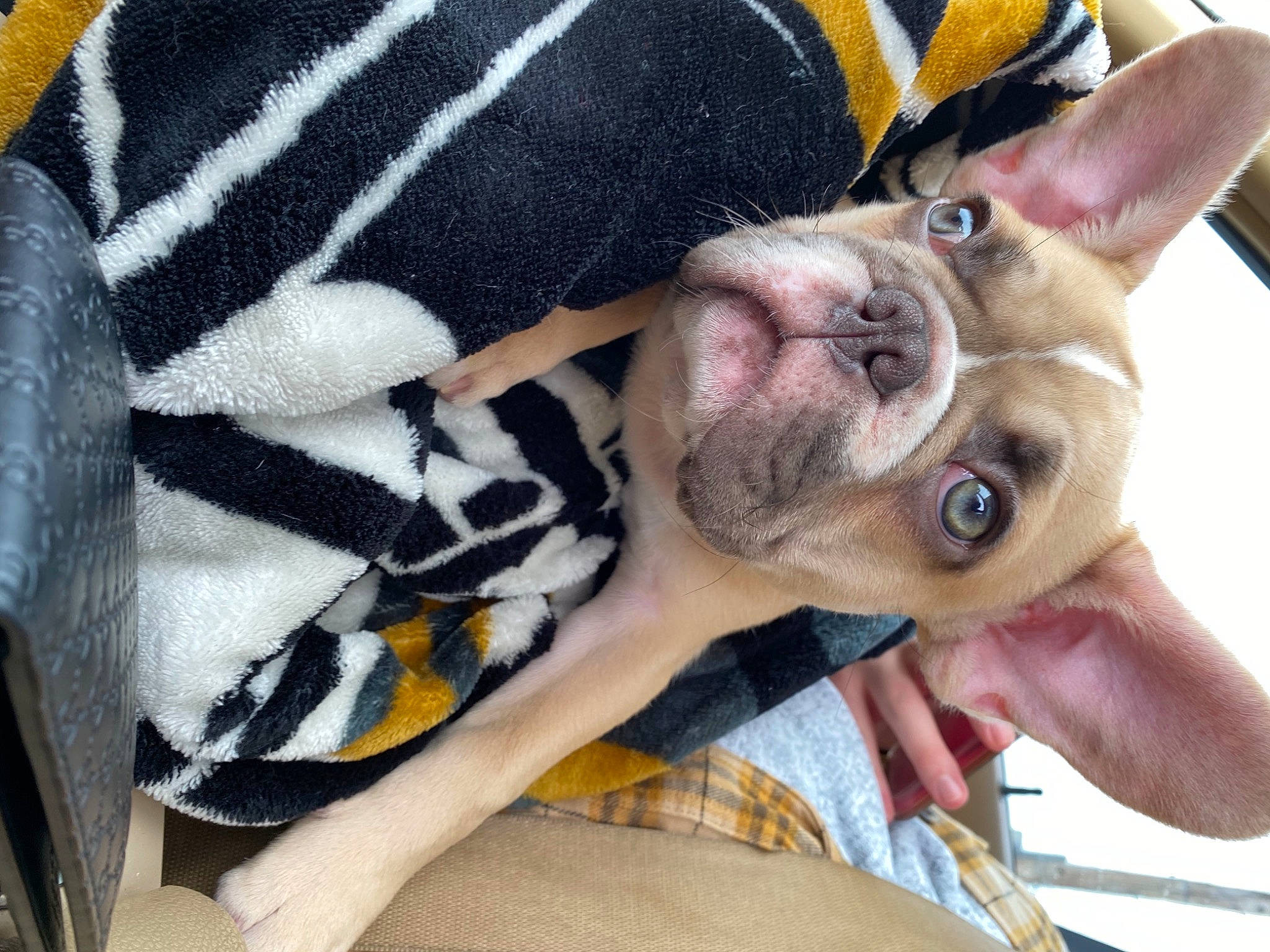 Kash is registered to the contest to win money with this photo: beige, bulldog, canidae, carnivore, close_up, dog, dog_breed, fawn, fur, iris, jaw, liver, organ, skin, snout, terrestrial_animal, toy_dog, vertebrate, whiskers, wrinkle