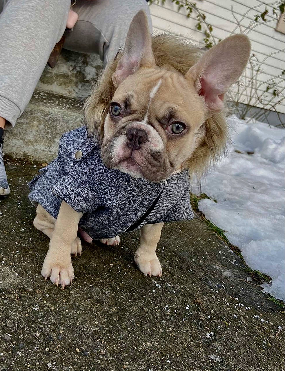 Kash joined the competition — help win amazing prizes! ankle, bulldog, canidae, carnivore, dog, dog_breed, dog_clothes, fawn, foot, french_bulldog, non_sporting_group, pet_supply, puppy, sandal, skin, snout, toy_dog, vertebrate, working_animal, wrinkle