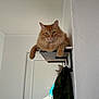 cat, orange_cat, fluffy, shelf, indoor, white_wall, coat, bag, door, pet, feline, relaxed, curious, fur, animal, household, domestic, resting, looking, room