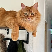 Pitchu participe au concours pour gagner de l'argent avec cette photo : cat, ginger_cat, fluffy_fur, shelf, paws, indoor, hallway, coats, wooden_shelf, relaxed, pets, animal, domestic_cat, feline, fur, whiskers, ears, eyes, home, natural_light