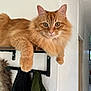 cat, ginger_cat, fluffy_fur, shelf, paws, indoor, hallway, coats, wooden_shelf, relaxed, pets, animal, domestic_cat, feline, fur, whiskers, ears, eyes, home, natural_light