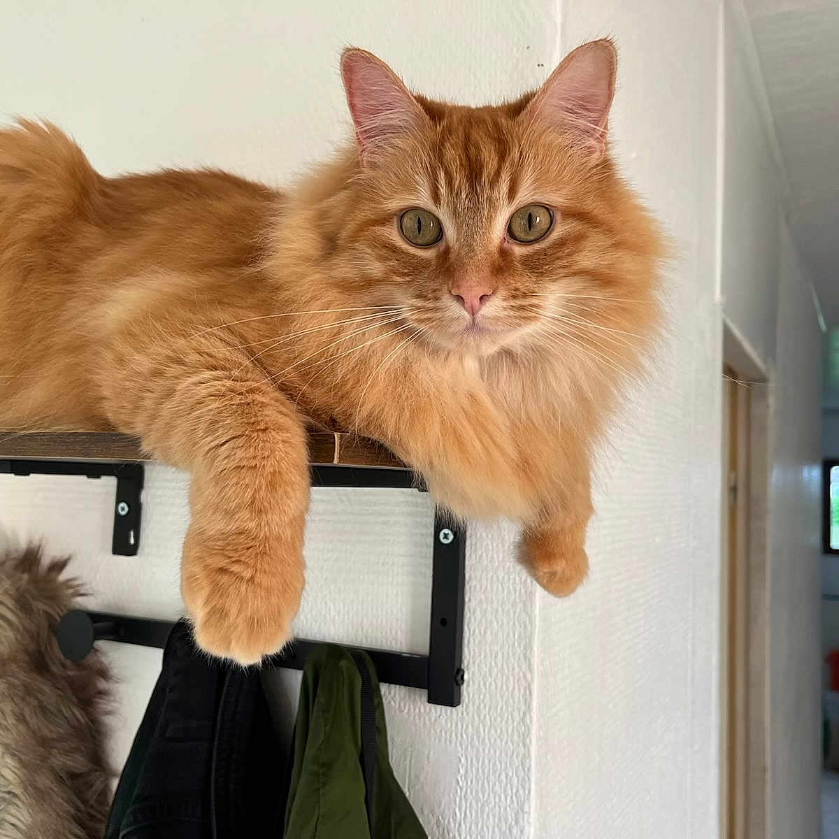 Pitchu participe au concours pour gagner de l'argent avec cette photo : animal, cat, coats, domestic_cat, ears, eyes, feline, fluffy_fur, fur, ginger_cat, hallway, home, indoor, natural_light, paws, pets, relaxed, shelf, whiskers, wooden_shelf
