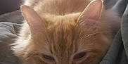 Pitchu a rejoint le concours — aidez-le/la à gagner de superbes lots ! cat, orange_cat, fluffy, sleepy, resting, pet, animal, feline, closeup, indoor, blanket, soft_texture, ears, whiskers, fur, cute, cozy, relaxed, lying_down, face