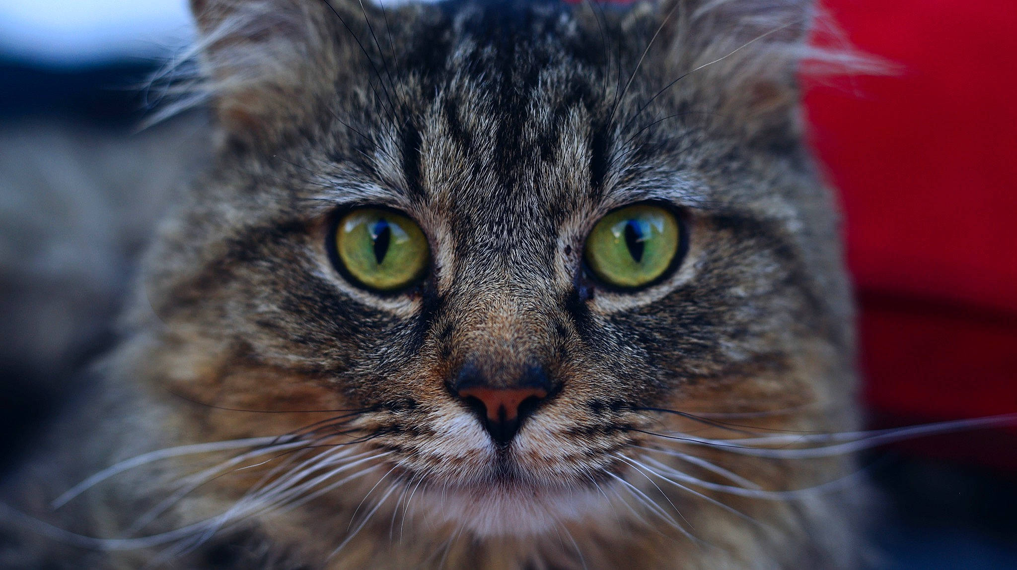 Kiba joined the competition — help win amazing prizes! carnivore, cat, close_up, domestic_short_haired_cat, felidae, fur, grass, hair, iris, macro_photography, photography, small_to_medium_sized_cats, snout, terrestrial_animal, tree, whiskers, wildlife