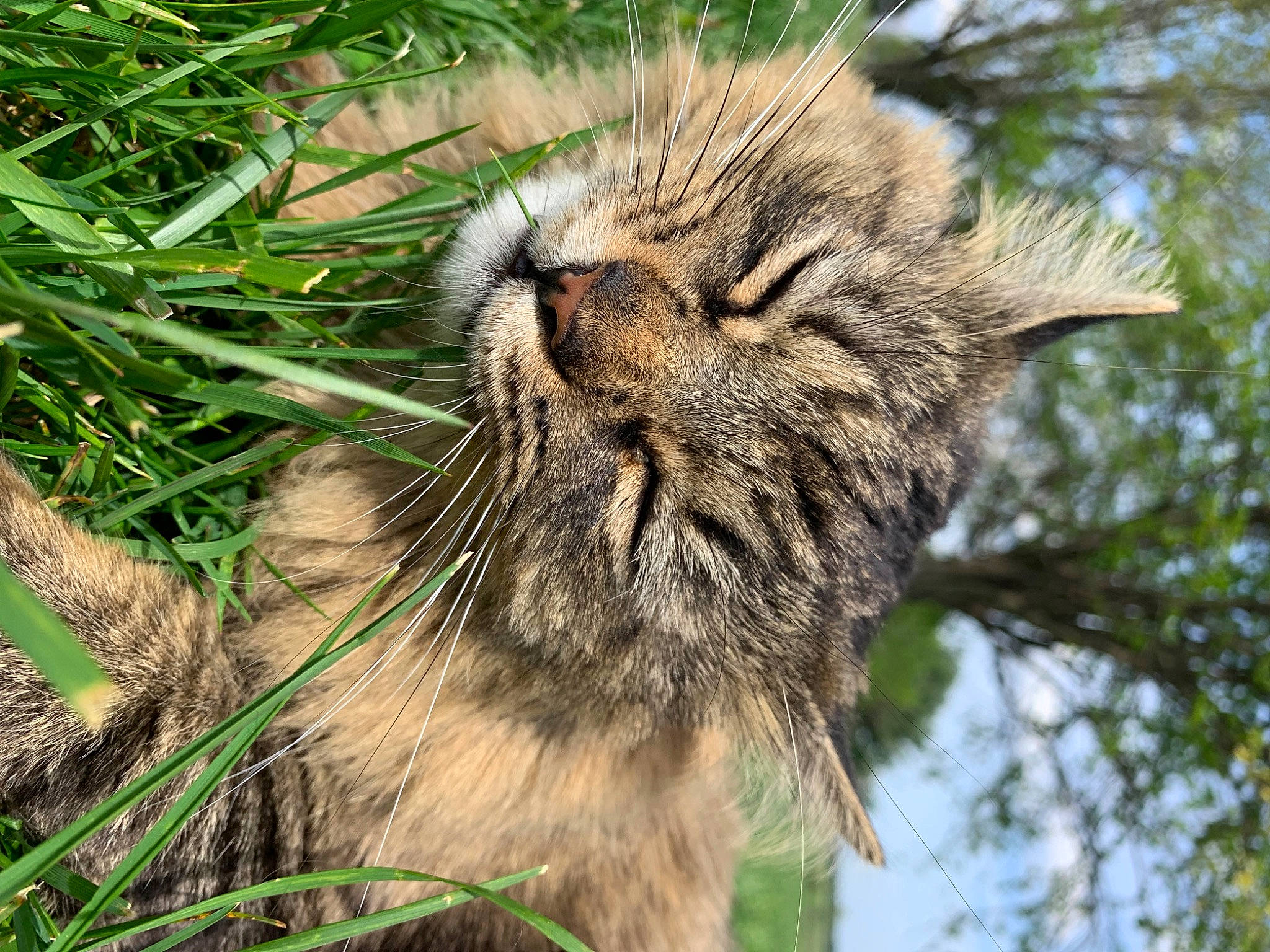 Kiba is registered to the contest to win money with this photo: big_cats, carnivore, cat, claw, domestic_short_haired_cat, fang, felidae, fur, grass, lynx, paw, plant, small_to_medium_sized_cats, terrestrial_animal, tree, trunk, whiskers, wildlife