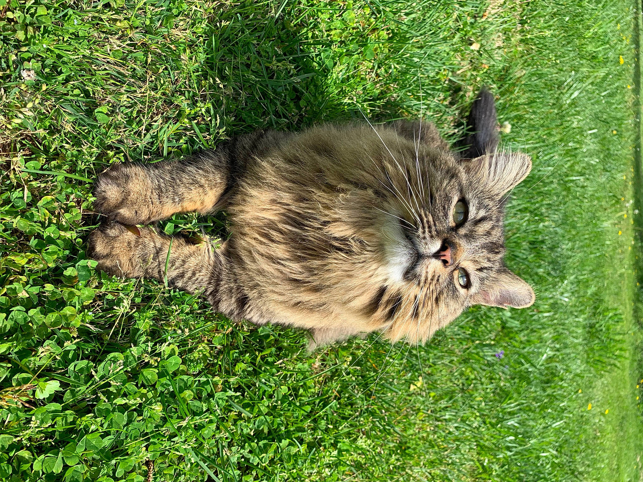 Kiba joined the competition — help win amazing prizes! carnivore, cat, claw, domestic_short_haired_cat, fawn, felidae, fur, grass, grass_family, grassland, groundcover, lawn, paw, plant, small_to_medium_sized_cats, snout, tail, terrestrial_animal, whiskers