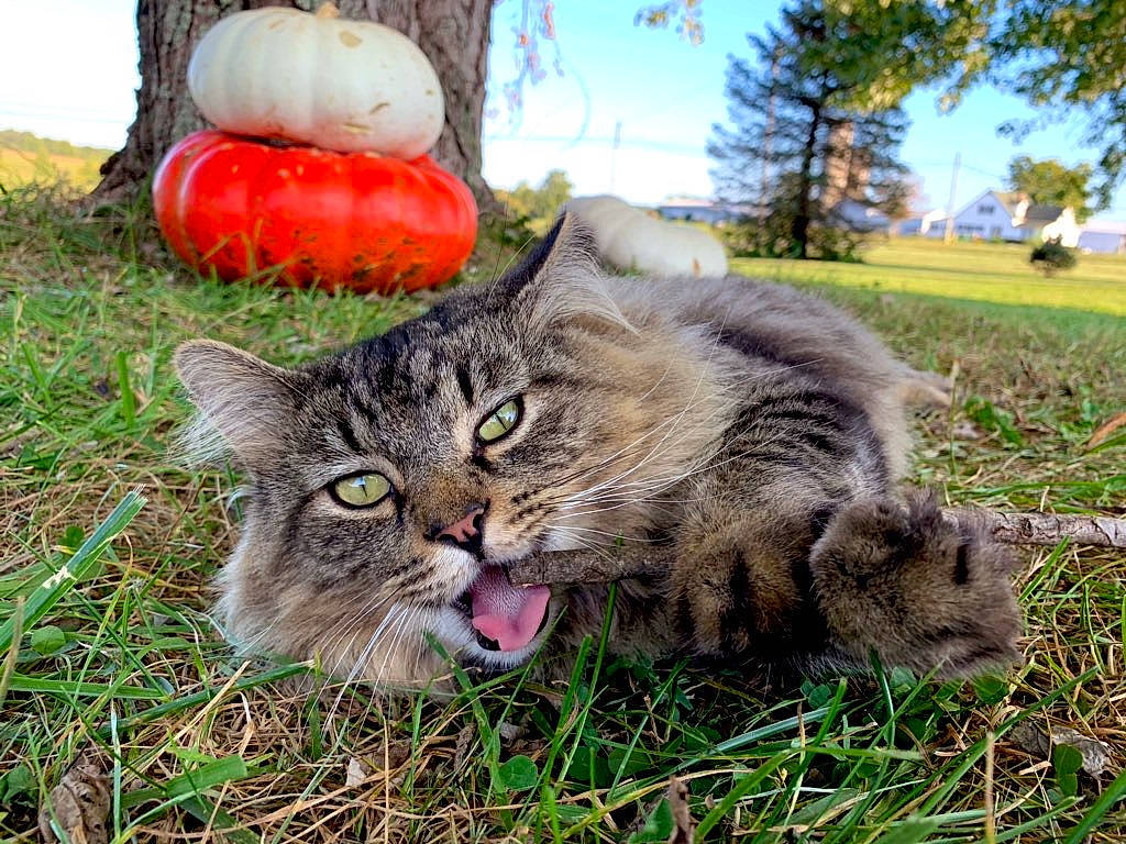 Kiba is registered to the contest to win money with this photo: calabaza, carnivore, cat, cucurbita, event, felidae, gourd, grass, groundcover, natural_foods, plant, pumpkin, sky, small_to_medium_sized_cats, snout, terrestrial_animal, tree, vegetable, whiskers, winter_squash