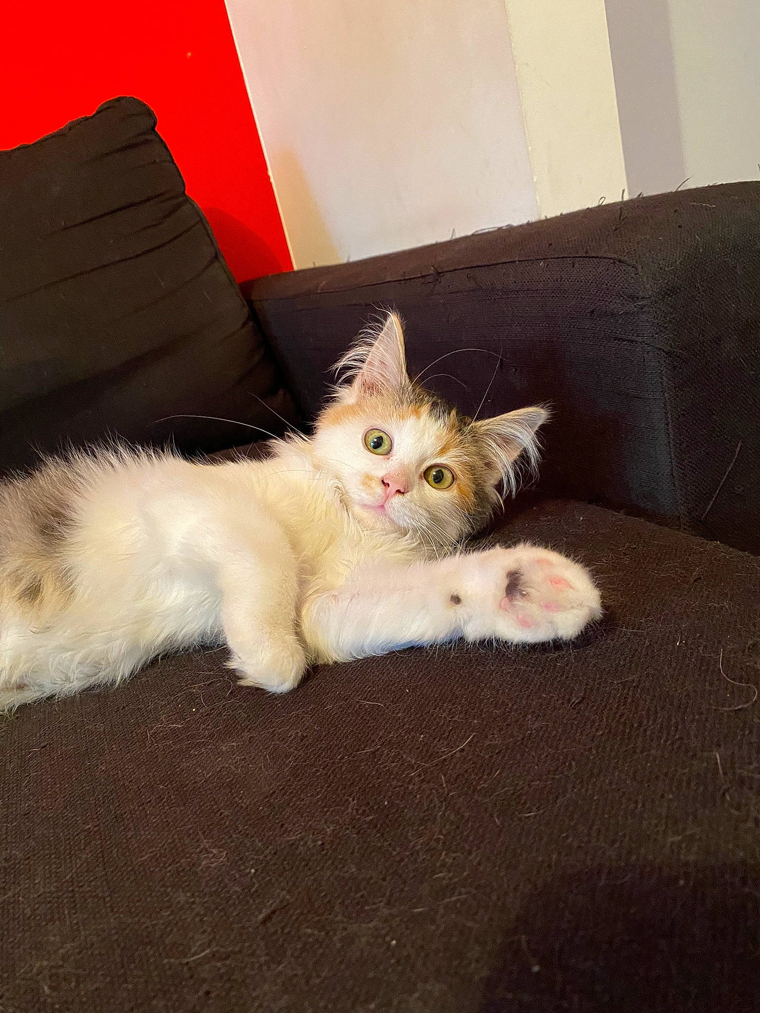 Tya a rejoint le concours — aidez-le/la à gagner de superbes lots ! box, carnivore, cat, claw, comfort, companion_dog, couch, domestic_short_haired_cat, eye, fawn, felidae, foot, fur, hardwood, linens, paw, pillow, small_to_medium_sized_cats, tail, whiskers