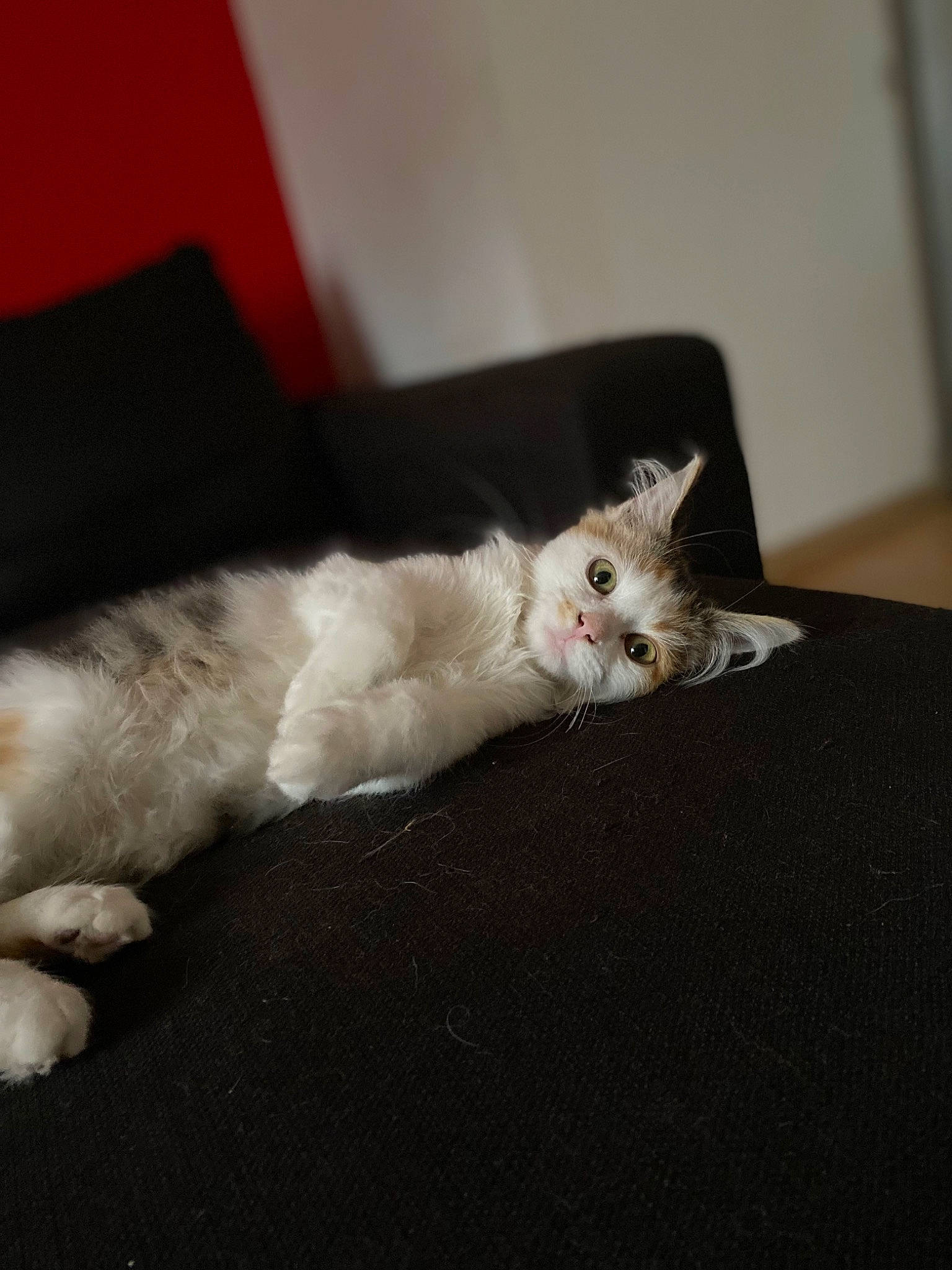 Tya participe au concours pour gagner de l'argent avec cette photo : carnivore, cat, claw, comfort, couch, domestic_short_haired_cat, fawn, felidae, flooring, fur, hardwood, paw, small_to_medium_sized_cats, snout, tail, terrestrial_animal, whiskers