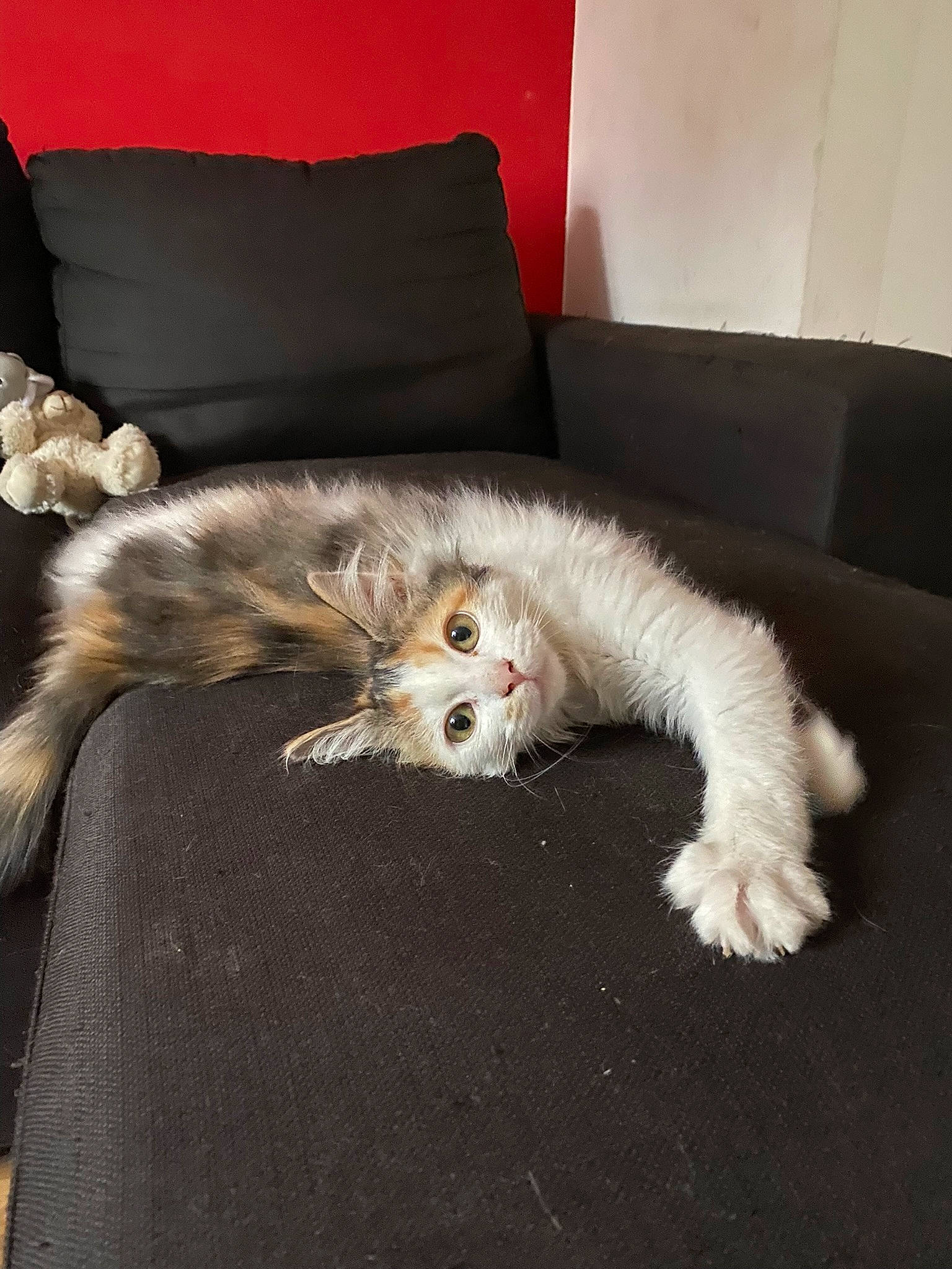 Tya a rejoint le concours — aidez-le/la à gagner de superbes lots ! carnivore, comfort, companion_dog, couch, dog, dog_breed, fawn, felidae, flooring, fur, living_room, nap, paw, remote_control, small_to_medium_sized_cats, sporting_group, tail, terrier, toy_dog, whiskers