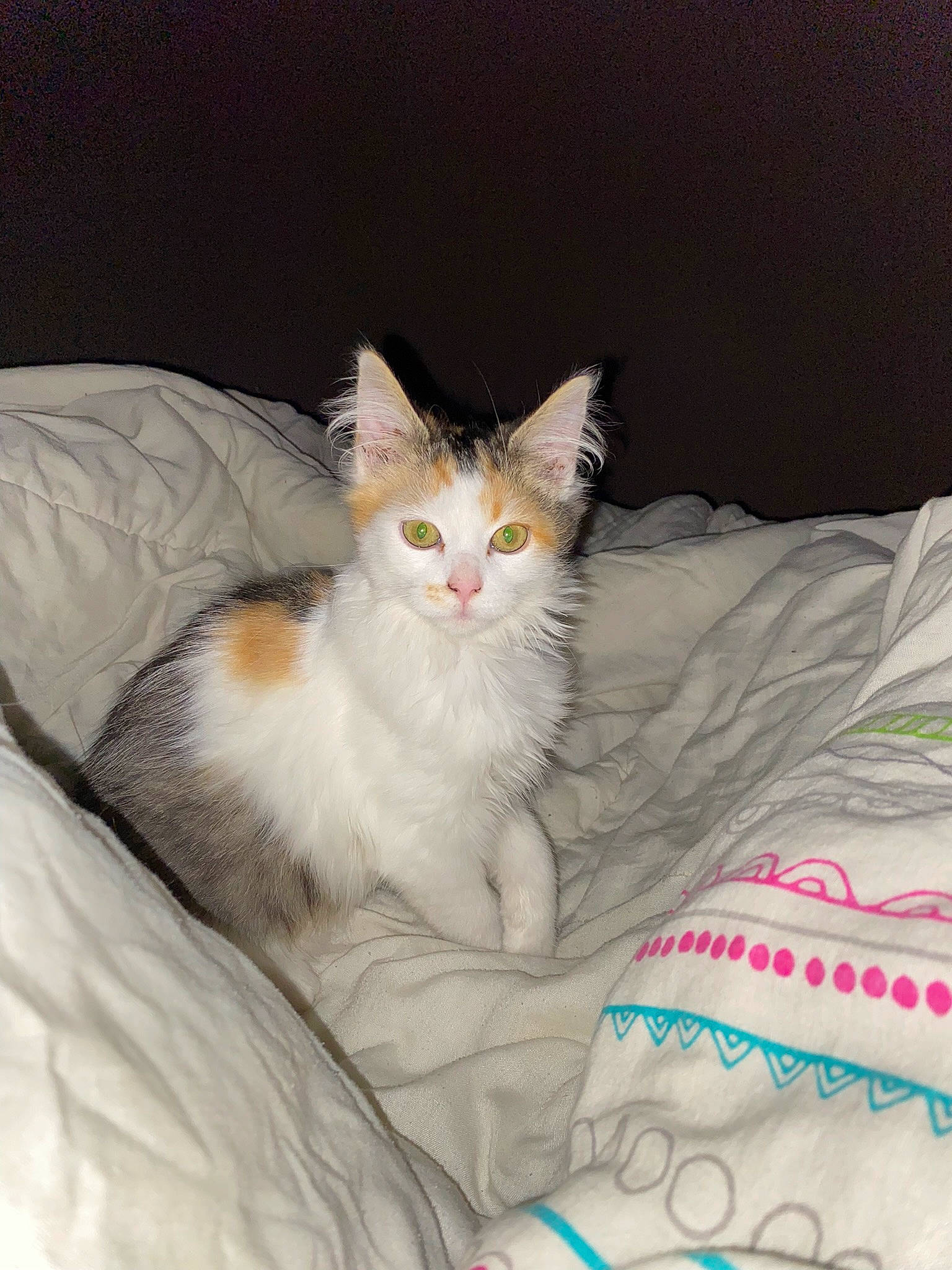 Tya participe au concours pour gagner de l'argent avec cette photo : bed, bedding, carnivore, cat, claw, comfort, domestic_short_haired_cat, fawn, felidae, fur, paw, sitting, small_to_medium_sized_cats, snout, tail, terrestrial_animal, whiskers