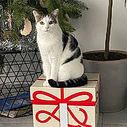 Michouya a rejoint le concours — aidez-le/la à gagner de superbes lots ! cat, gift_box, indoor_plant, floor, home_interior, white_and_black_cat, decor, tile_floor, potted_plant, ribbon, present, domestic_cat, feline, sitting, looking_at_camera, houseplant, holiday_decor, animal, cute, pet