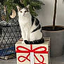 cat, gift_box, indoor_plant, floor, home_interior, white_and_black_cat, decor, tile_floor, potted_plant, ribbon, present, domestic_cat, feline, sitting, looking_at_camera, houseplant, holiday_decor, animal, cute, pet