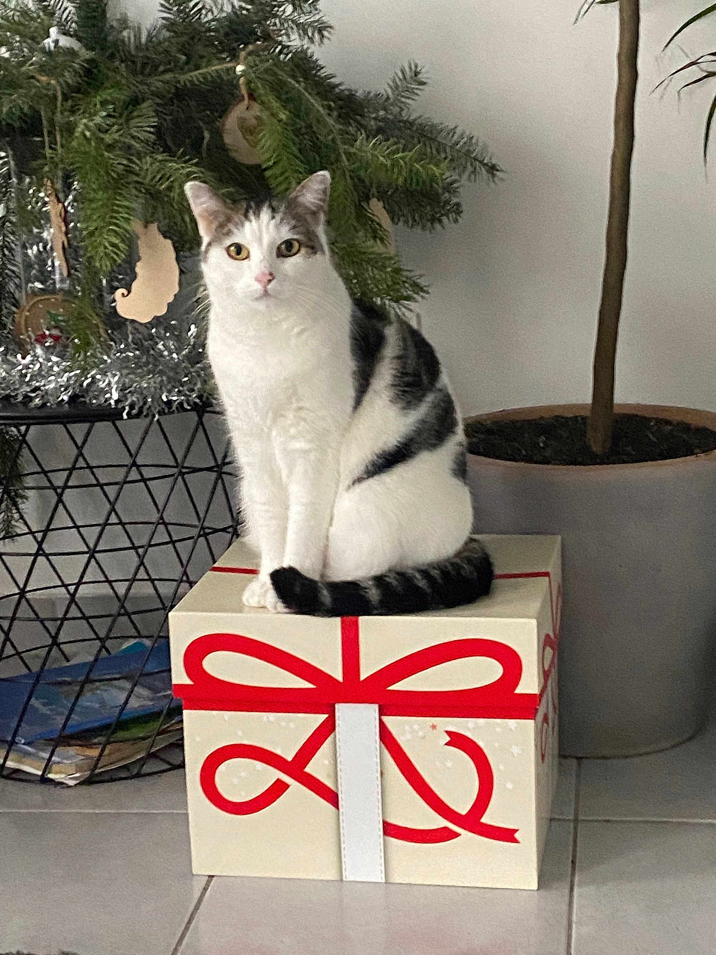 Michouya a rejoint le concours — aidez-le/la à gagner de superbes lots ! cat, gift_box, indoor_plant, floor, home_interior, white_and_black_cat, decor, tile_floor, potted_plant, ribbon, present, domestic_cat, feline, sitting, looking_at_camera, houseplant, holiday_decor, animal, cute, pet