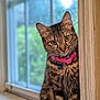Chole is registered to the contest to win money with this photo: animal, bell, cat, closeup, collar, curious, cute, domestic, doorframe, feline, fur, indoor, looking, pet, portrait, striped, tabby, whiskers, window, young