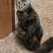 Chole joined the competition — help win amazing prizes! animal, carpet, cat, close_up, curious, cute, domestic, feline, fur, house, indoor, looking_up, mammal, pet, sitting, tabby, tail, whiskers, wooden_doorframe, young_cat