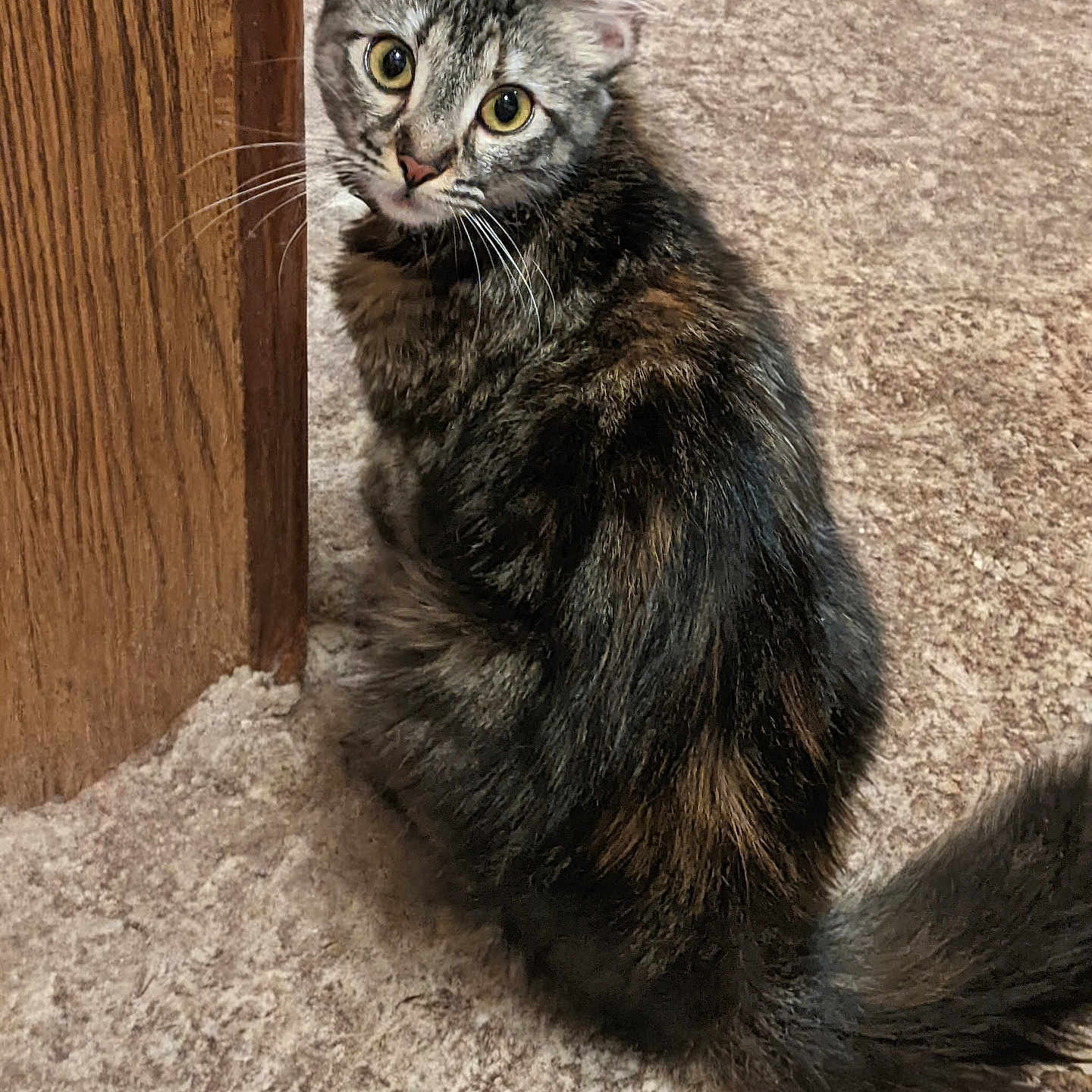 Chole joined the competition — help win amazing prizes! animal, carpet, cat, close_up, curious, cute, domestic, feline, fur, house, indoor, looking_up, mammal, pet, sitting, tabby, tail, whiskers, wooden_doorframe, young_cat