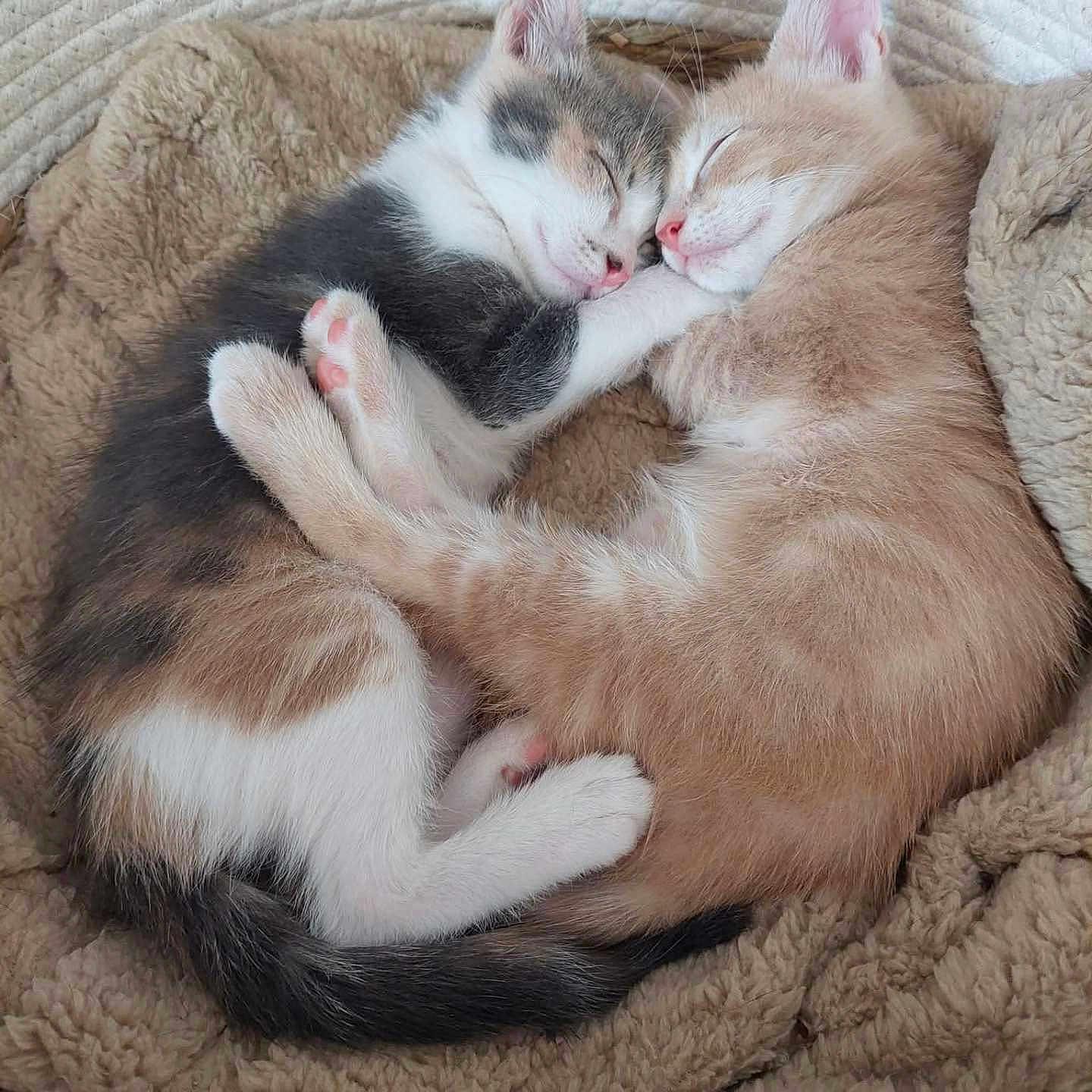 Pablo Et Cali participe au concours pour gagner de l'argent avec cette photo : adorable, animal, basket, cat, close_up, cozy, cuddle, cute, domestic_cat, fluffy, fur, kitten, peaceful, pets, pink_paw_pads, resting, sleeping, snuggling, soft, two_kittens