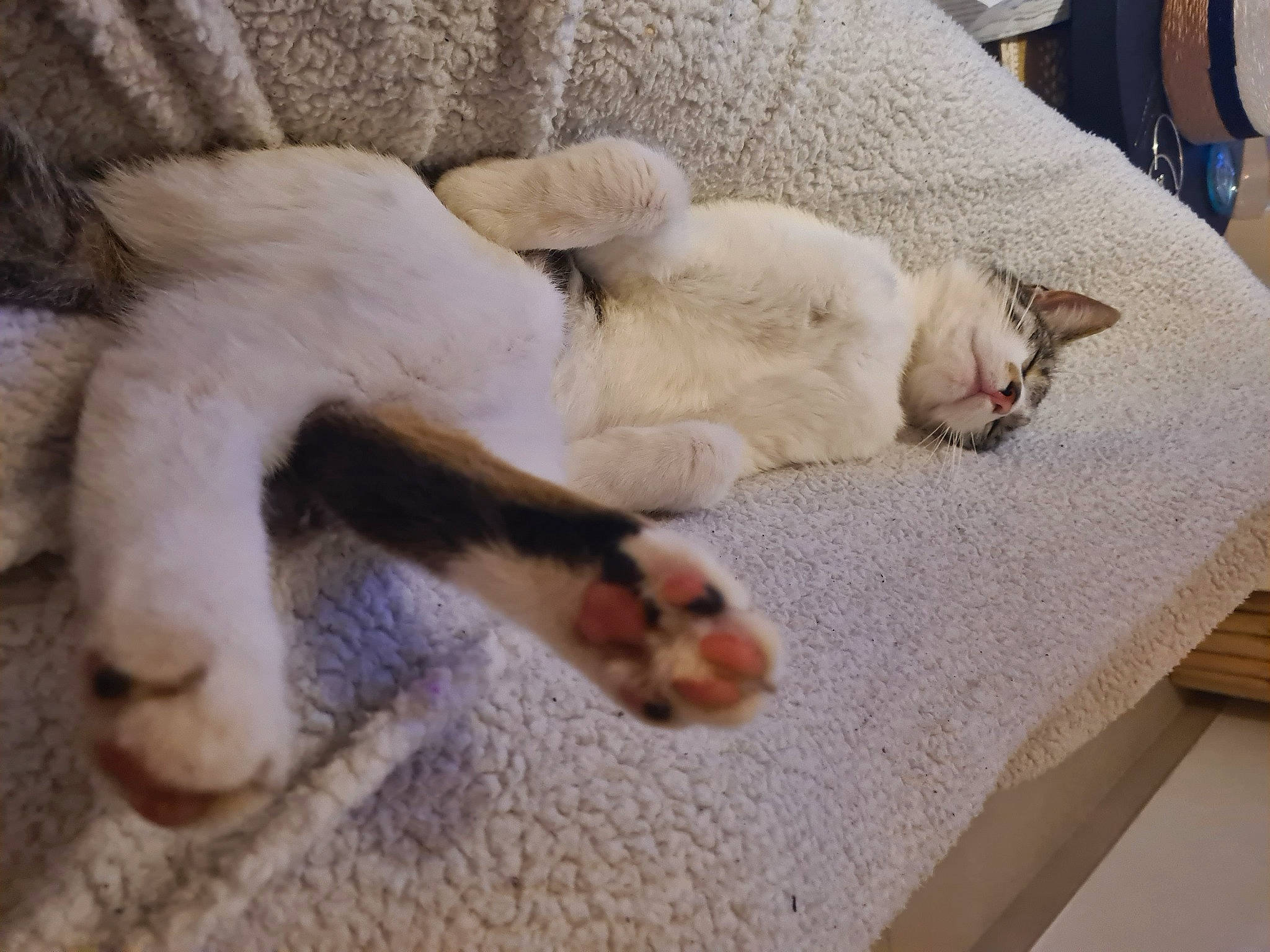 Ramsey participe au concours pour gagner de l'argent avec cette photo : canidae, carnivore, cat, claw, comfort, companion_dog, dog_breed, domestic_short_haired_cat, fawn, felidae, flooring, fur, linens, paw, small_to_medium_sized_cats, snout, sporting_group, tail, whiskers, wood