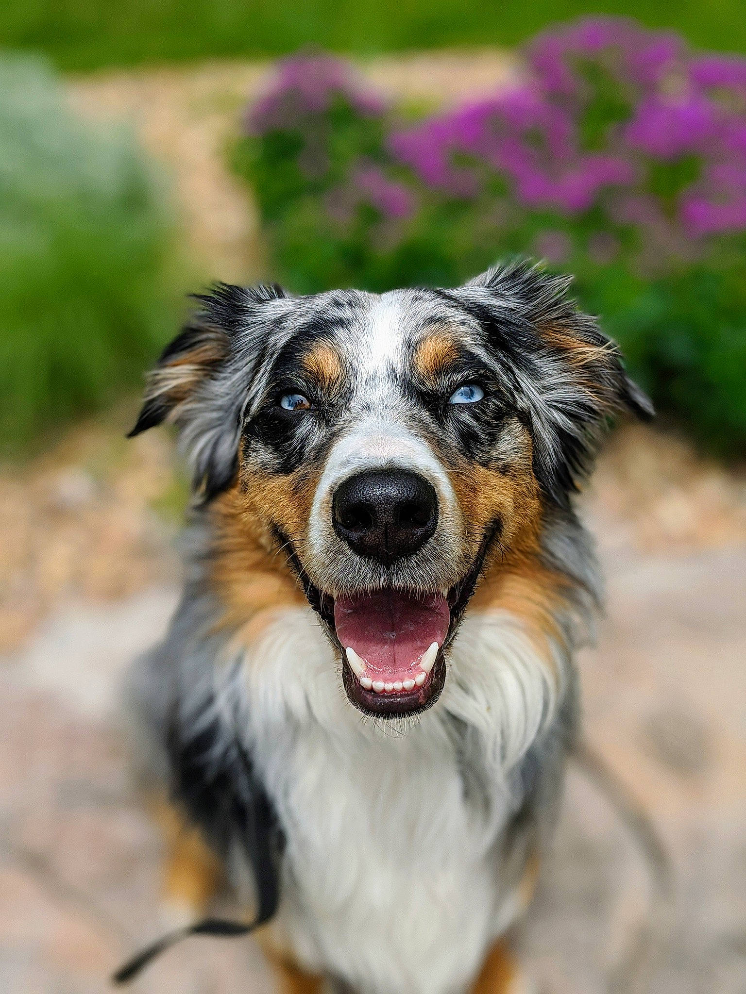 Jax is registered to the contest to win money with this photo: australian_collie, australian_shepherd, canidae, carnivore, companion_dog, dog, dog_breed, fur, herding_dog, iris, mammal, miniature_australian_shepherd, organ, snout, sporting_group, texas_heeler, tongue, whiskers, working_animal, working_dog