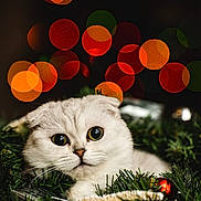Sora joined the competition — help win amazing prizes! cat, white_cat, wide_eyes, folded_ears, wreath, christmas_wreath, holiday, bokeh, lights, red_lights, orange_lights, green_lights, decorations, festive, close_up, portrait, cute, furry, pet, indoor