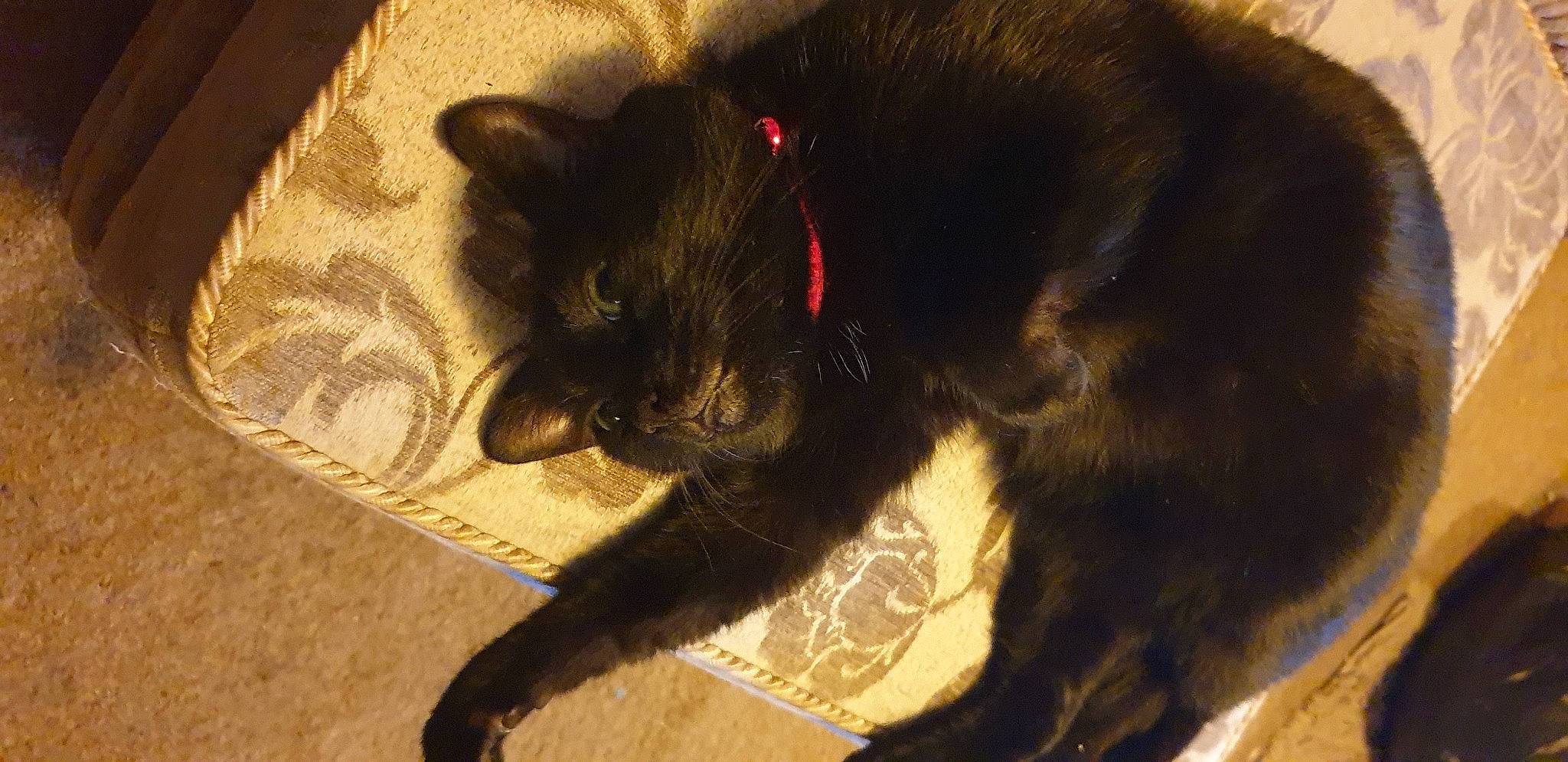 Smudge joined the competition — help win amazing prizes! black_cat, bombay, carnivore, cat, claw, comfort, dog_breed, domestic_short_haired_cat, felidae, flooring, fur, hardwood, paw, small_to_medium_sized_cats, snout, tail, terrestrial_animal, whiskers