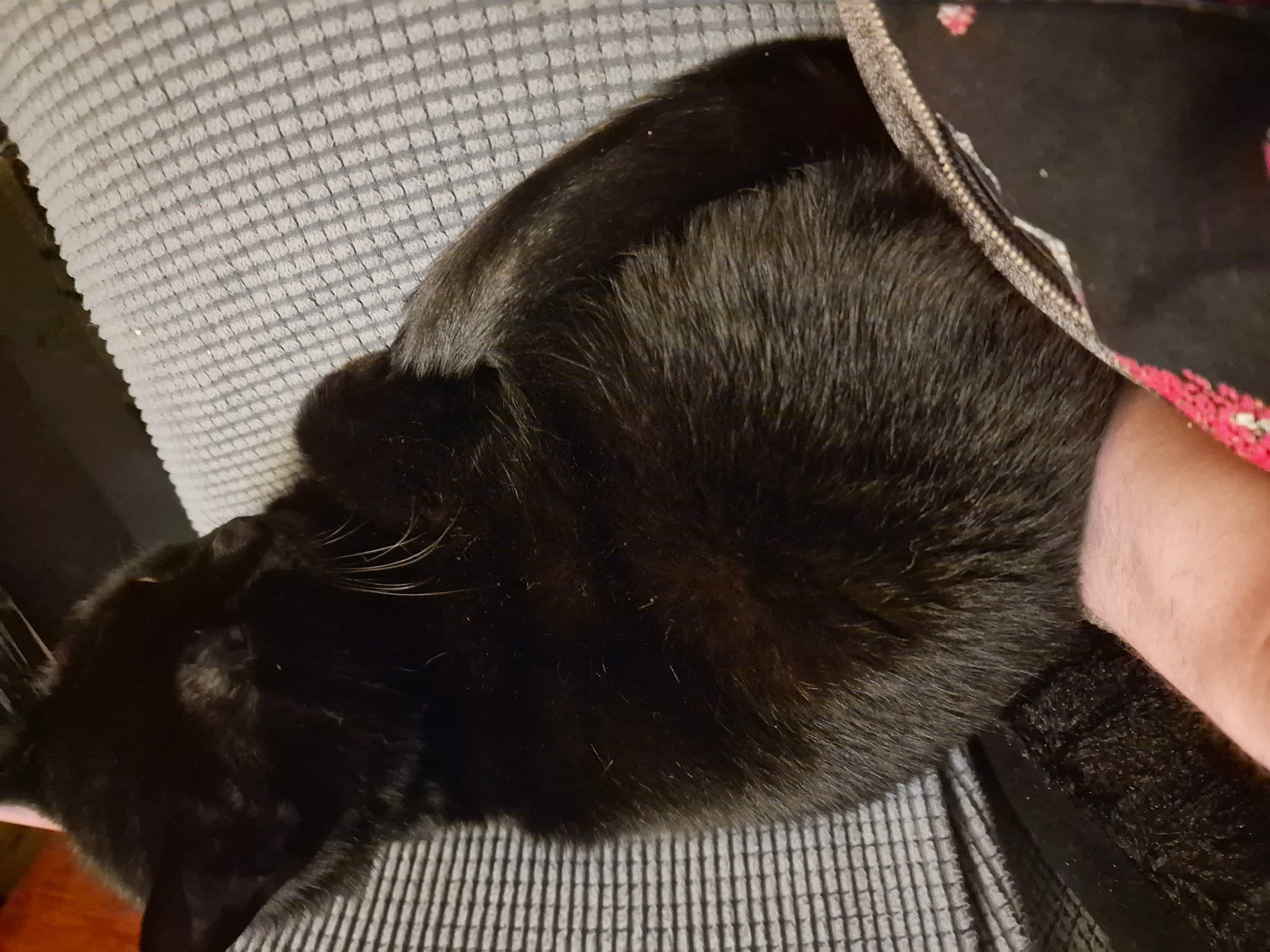 Smudge is registered to the contest to win money with this photo: black_cat, carnivore, cat, collar, comfort, companion_dog, dog_breed, dog_collar, ear, fawn, felidae, gesture, liver, pet_supply, small_to_medium_sized_cats, snout, sporting_group, tail, whiskers, working_animal