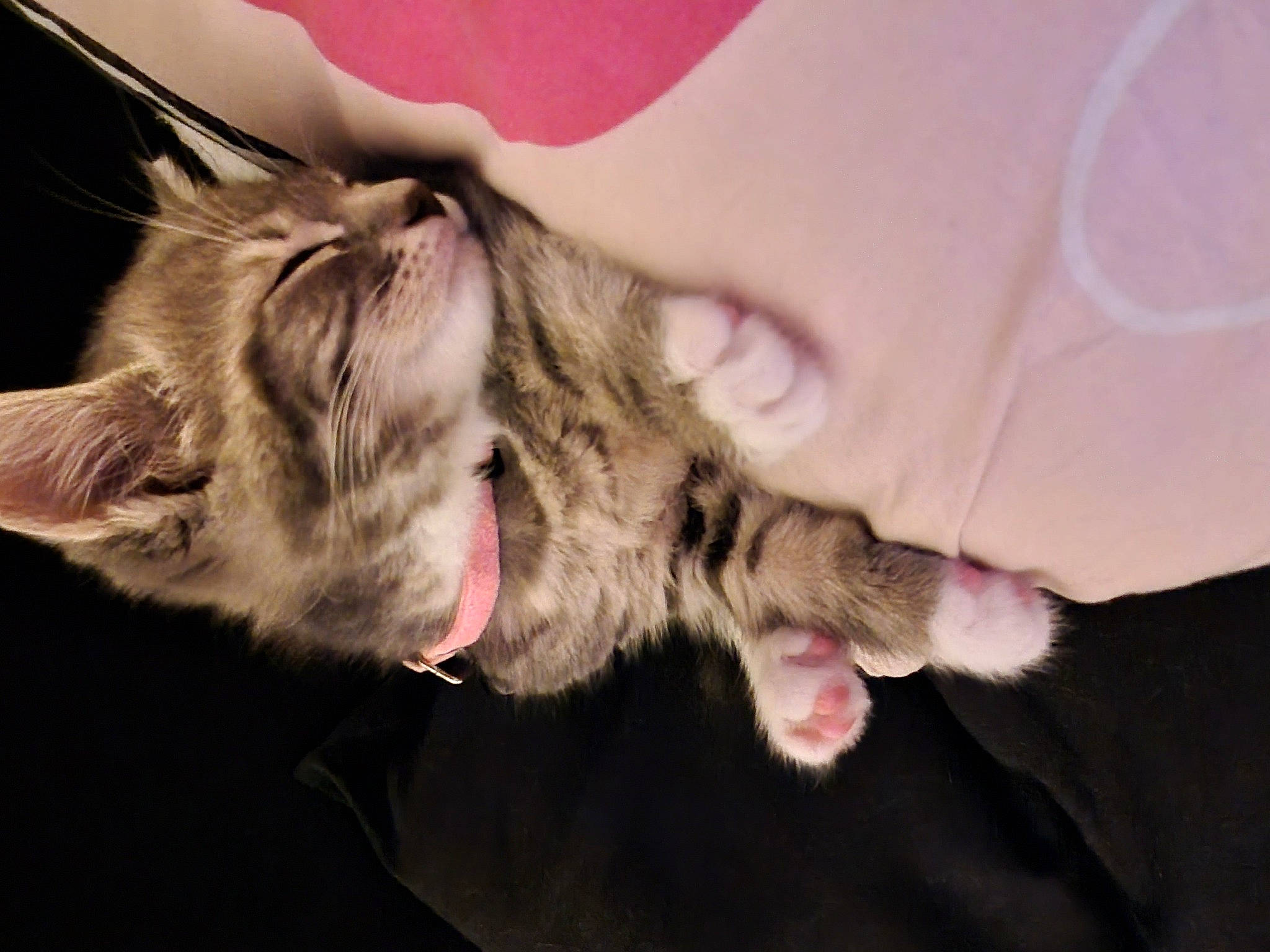 Roxy is registered to the contest to win money with this photo: bed, carnivore, cat, claw, comfort, domestic_short_haired_cat, ear, fawn, felidae, foot, fur, gesture, human_leg, lap, nail, nap, paw, small_to_medium_sized_cats, snout, whiskers