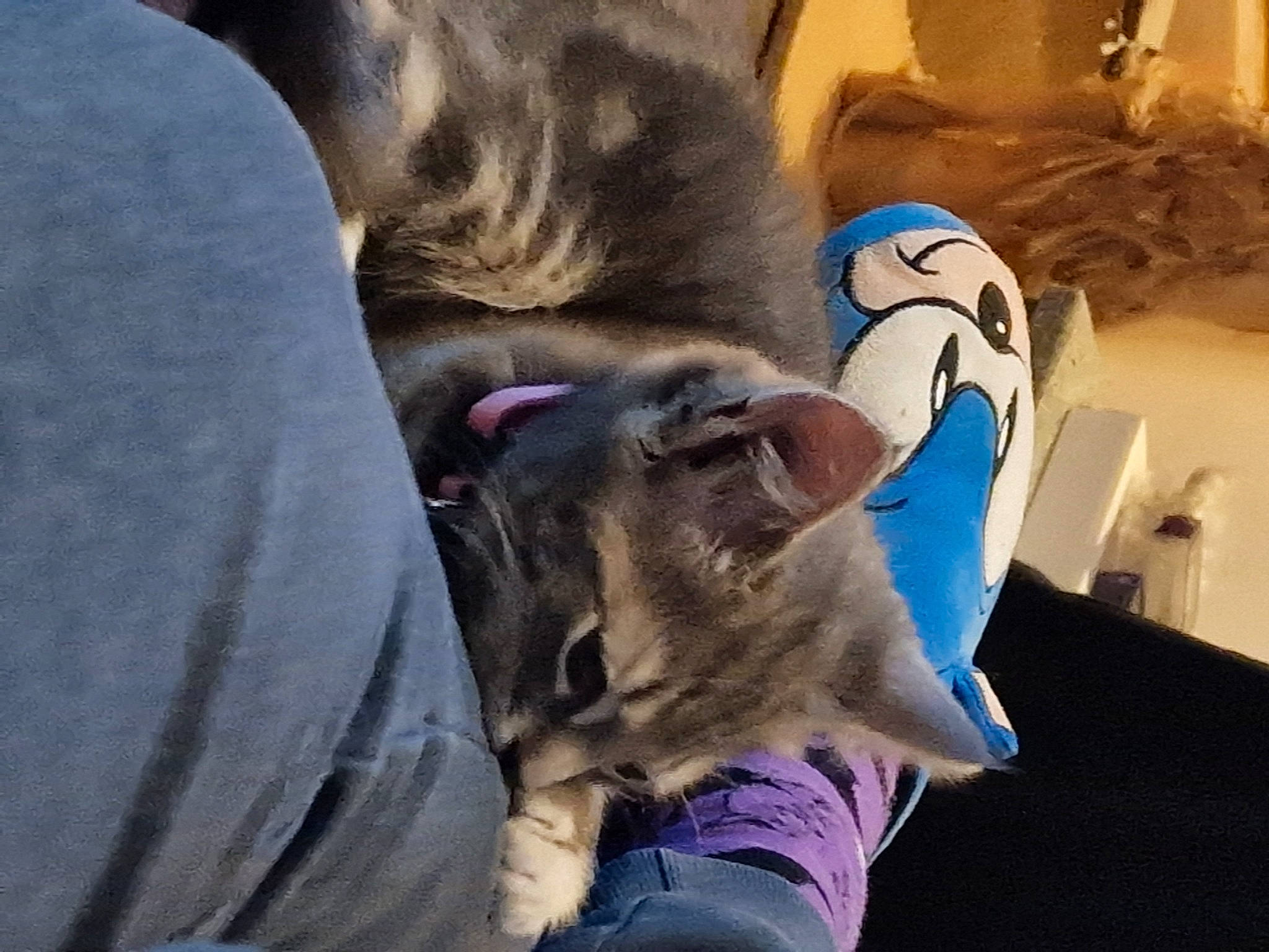 Roxy joined the competition — help win amazing prizes! canidae, carnivore, cat, comfort, companion_dog, dog_breed, domestic_short_haired_cat, fawn, felidae, fur, grey, jaw, nap, paw, selfie, small_to_medium_sized_cats, snout, sporting_group, tail, whiskers