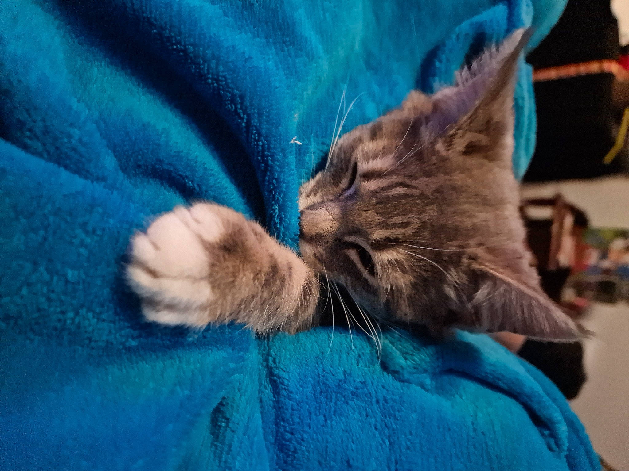 Roxy joined the competition — help win amazing prizes! carnivore, cat, claw, comfort, domestic_short_haired_cat, ear, electric_blue, felidae, finger, foot, fur, gesture, human_leg, lap, nail, nap, paw, sitting, small_to_medium_sized_cats, whiskers