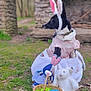 Anheil is registered to the contest to win money with this photo: dog, bunny_ears, pink_outfit, basket, plush_toys, easter_eggs, grass, outdoor, stone_arch, stone_wall, rustic, cute, festive, spring, animal, pet, toy_bunny, wicker_basket, nature, portrait