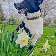 Anheil is registered to the contest to win money with this photo: dog, black_and_white, collar, flower, daffodil, grass, outdoor, nature, spring, pet, canine, greenery, smiling, animal, park, leaf, plant, fur, garden, happy