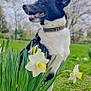 dog, black_and_white, collar, flower, daffodil, grass, outdoor, nature, spring, pet, canine, greenery, smiling, animal, park, leaf, plant, fur, garden, happy