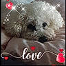 DAISY a rejoint le concours — aidez-le/la à gagner de superbes lots ! adorable, affection, animal, bed, closeup, comfort, cozy, cute, dog, fluffy, fur, hearts, indoors, laying_down, love_text, pet, resting, snout, soft_light, sparkles
