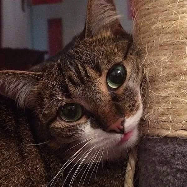 Gribouille a rejoint le concours — aidez-le/la à gagner de superbes lots ! carnivore, cat, curious, domestic_short_haired_cat, eye, felidae, fur, paw, small_to_medium_sized_cats, snout, terrestrial_animal, tree, whiskers, wildlife, window