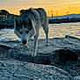 Maska a rejoint le concours — aidez-le/la à gagner de superbes lots ! husky, dog, rock, water, sunset, sky, fish, outdoor, animal, nature, sea, shore, pet, canine, landscape, evening, mammal, wildlife, coast, vibrant