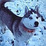 dog, husky, snow, winter, animal, pet, outdoor, fur, collar, blue_eye, brown_eye, heterochromia, tail, canine, nature, alert, cold, snowy_ground, portrait, mammal