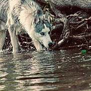 Maska a rejoint le concours — aidez-le/la à gagner de superbes lots ! husky, dog, water, stream, roots, forest, nature, animal, drinking, blue_eyes, canine, outdoor, wildlife, fur, muzzle, ears, reflection, shallow_water, grass, daytime