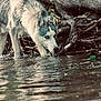 husky, dog, water, stream, roots, forest, nature, animal, drinking, blue_eyes, canine, outdoor, wildlife, fur, muzzle, ears, reflection, shallow_water, grass, daytime