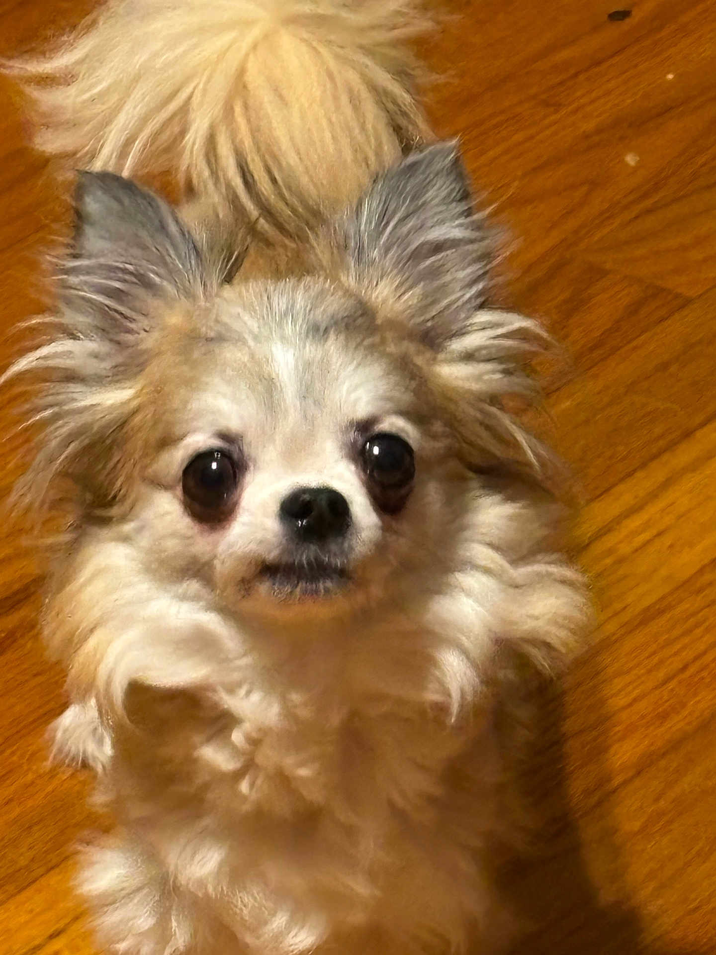 Lucylu
