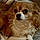 Bodie