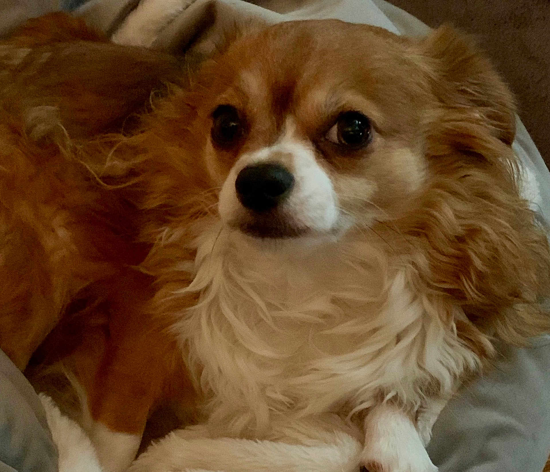Bodie joined the competition — help win amazing prizes! dog, brown, white, fluffy, pet, lying_down, closeup, fur, animal, cute, indoors, relaxed, portrait, canine, companion, domestic_animal, mammal, resting, friendly, small_dog