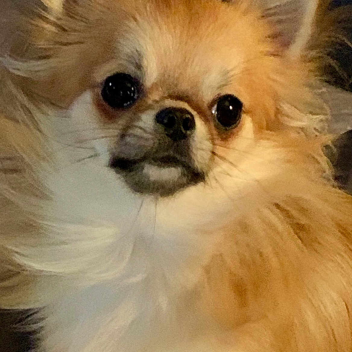 Belly Beans joined the competition — help win amazing prizes! adorable, animal, brown, canine, close_up, cute, dog, ears, expression, face, fluffy, fur, indoor, long_hair, looking, pet, portrait, small_dog, whiskers, white