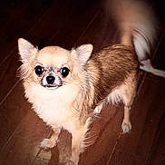 Baby Beans is registered to the contest to win money with this photo: dog, small_dog, chihuahua, fur, tail, wagging_tail, wooden_floor, pet, animal, cute, indoor, brown_fur, white_fur, standing, looking_up, eyes, ears, companion, domestic_animal, friendly