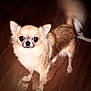 dog, small_dog, chihuahua, fur, tail, wagging_tail, wooden_floor, pet, animal, cute, indoor, brown_fur, white_fur, standing, looking_up, eyes, ears, companion, domestic_animal, friendly