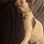 Duke joined the competition — help win amazing prizes! animal, bed, blanket, cat, collar, comfort, cozy, cute, fur, gray, human_arm, indoor, pet, pink_nose, relaxed, resting, sleeping, snuggling, whiskers, white