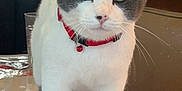 Duke joined the competition — help win amazing prizes! animal, bell, cat, close_up, collar, curious, domestic_cat, ears, feline, floral_pattern, front_legs, fur, gray, green_eyes, indoor, pet, standing, table, whiskers, white
