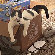 Duke joined the competition — help win amazing prizes! black_and_white, cardboard_box, carpet, cat, collar, curious, domestic_animal, feline, floor, food_bank_box, household, indoor, papers, pet, relaxed, resting, shoe, tail, wall, wooden_chair_legs